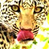 leopard 2